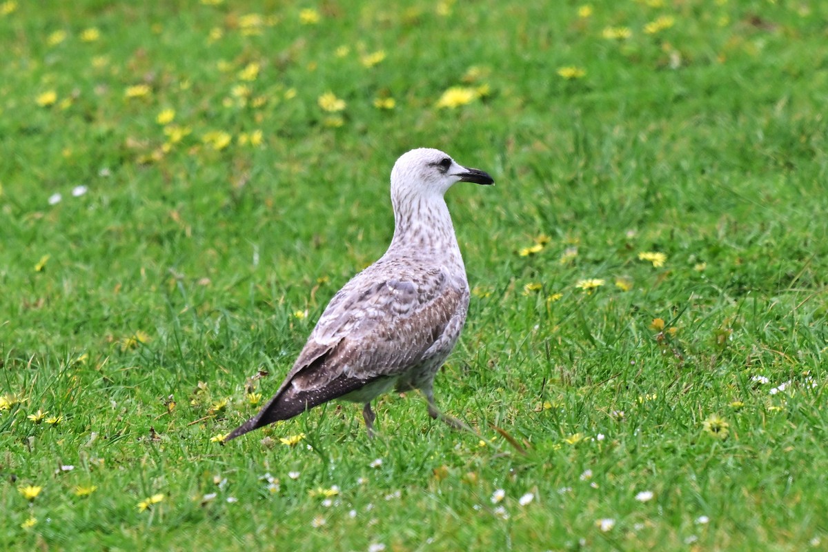 Zafferano - ML647463836