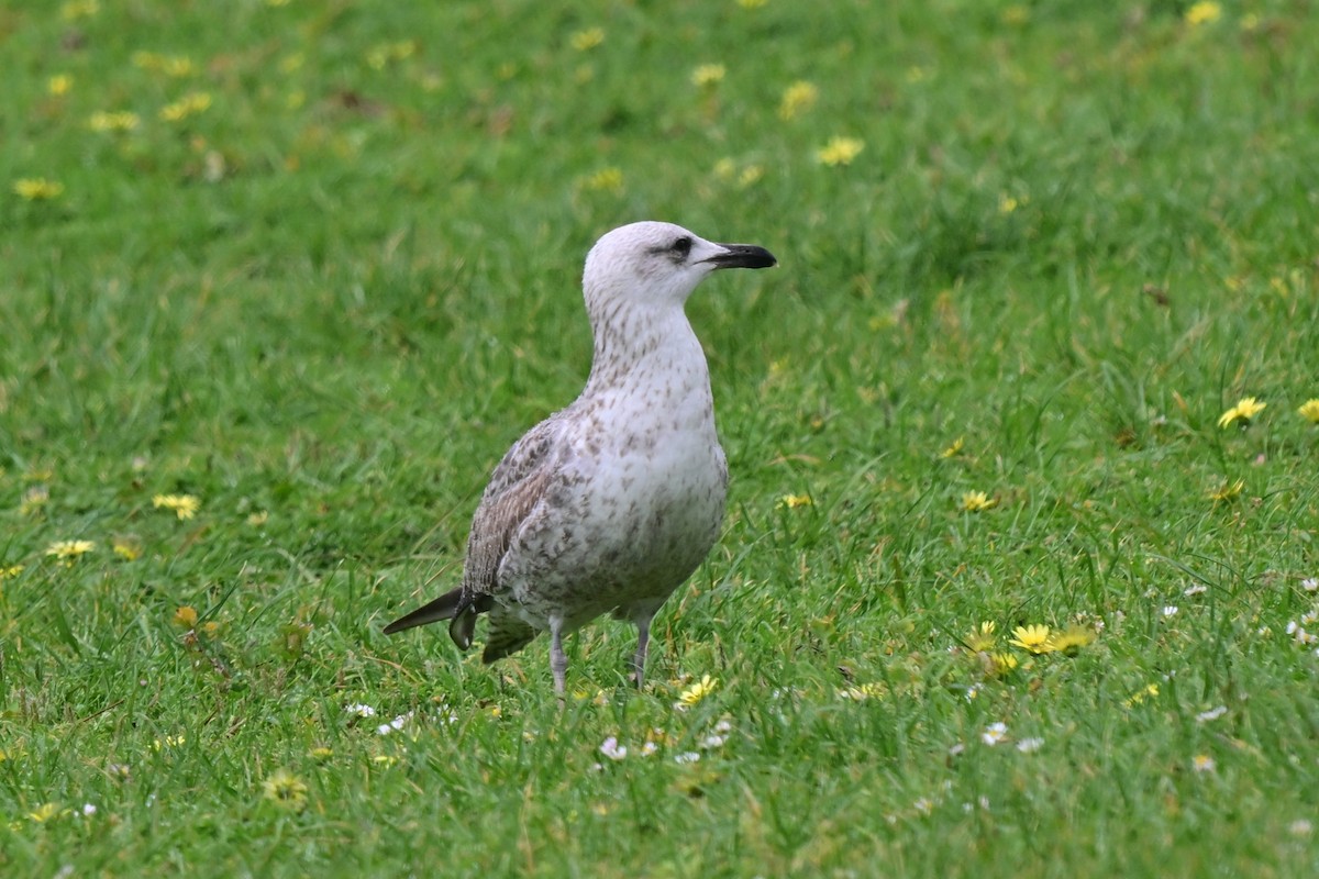 Zafferano - ML647463837