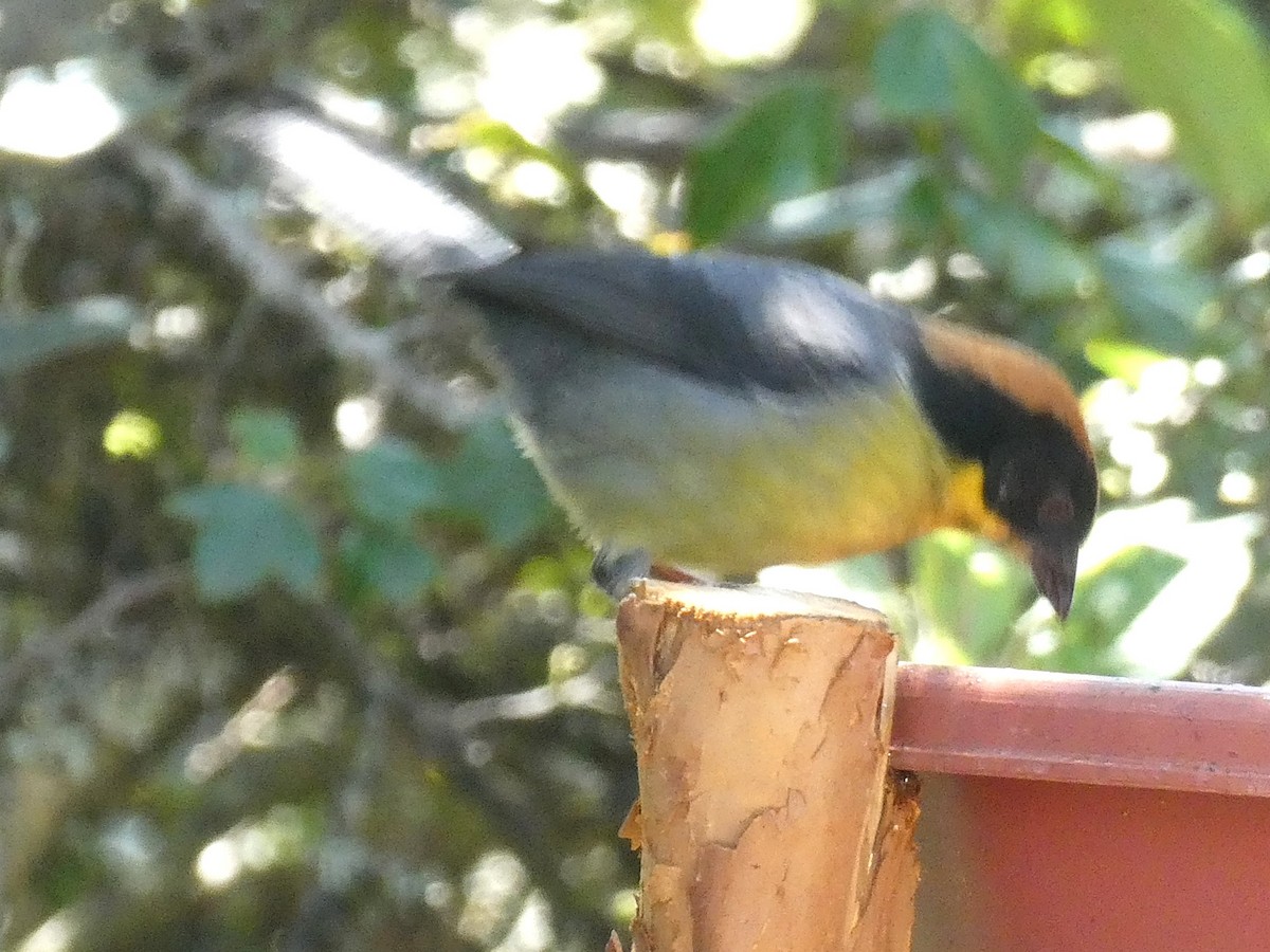 Yellow-breasted Brushfinch - ML647463840