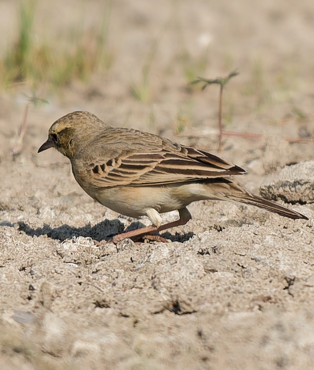 Brahminy Starling - ML647463841
