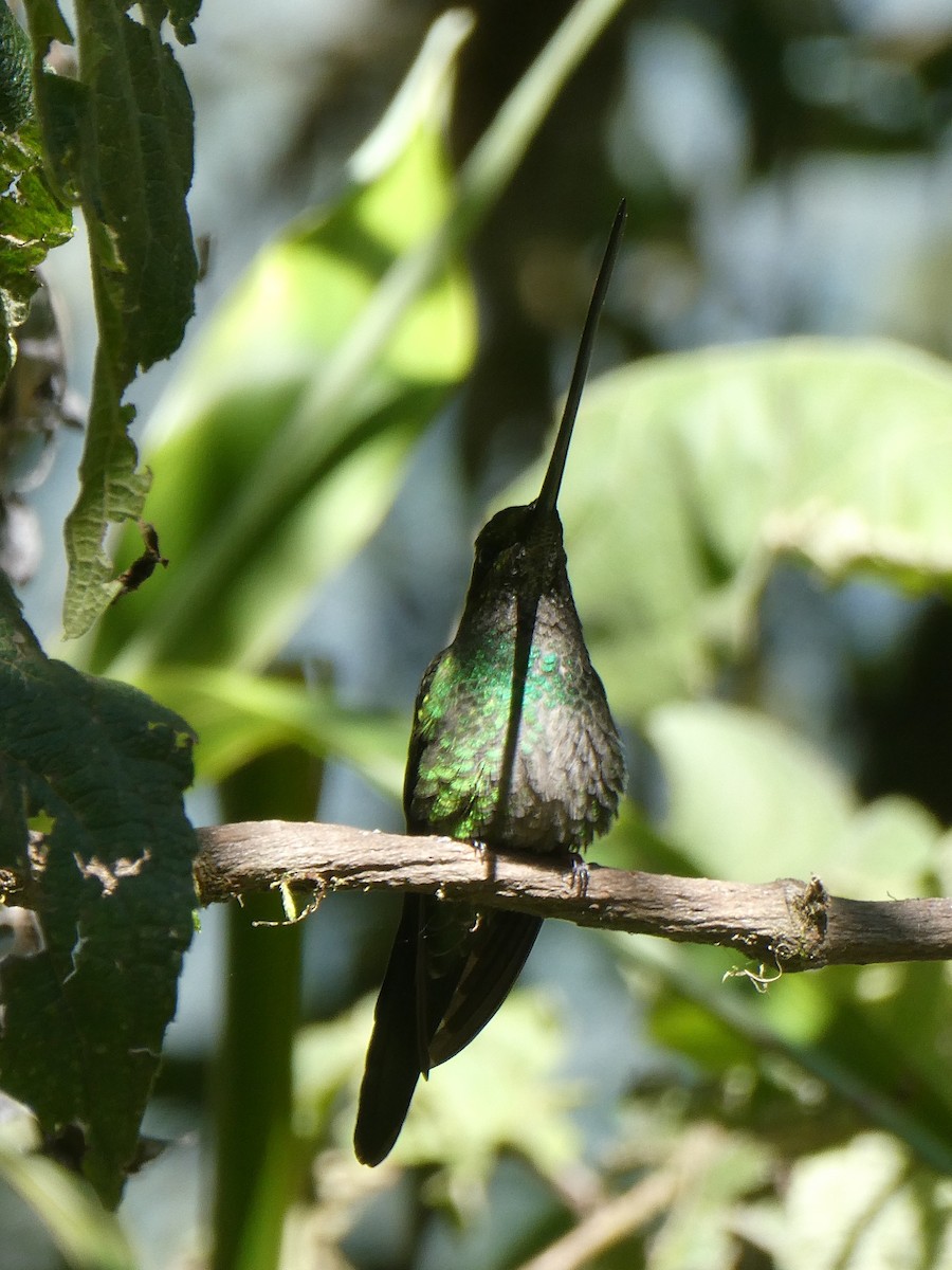 Sword-billed Hummingbird - ML647463843