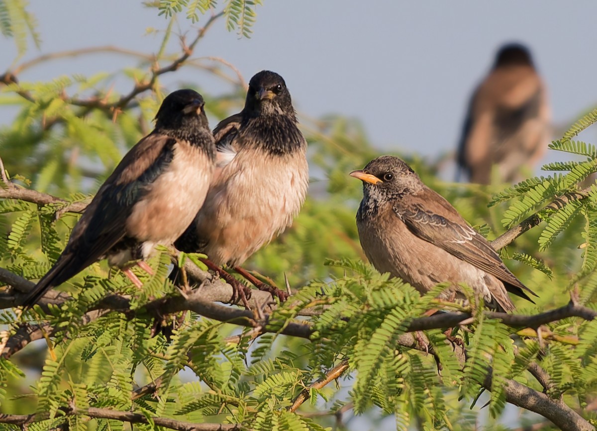 Rosy Starling - ML647463855