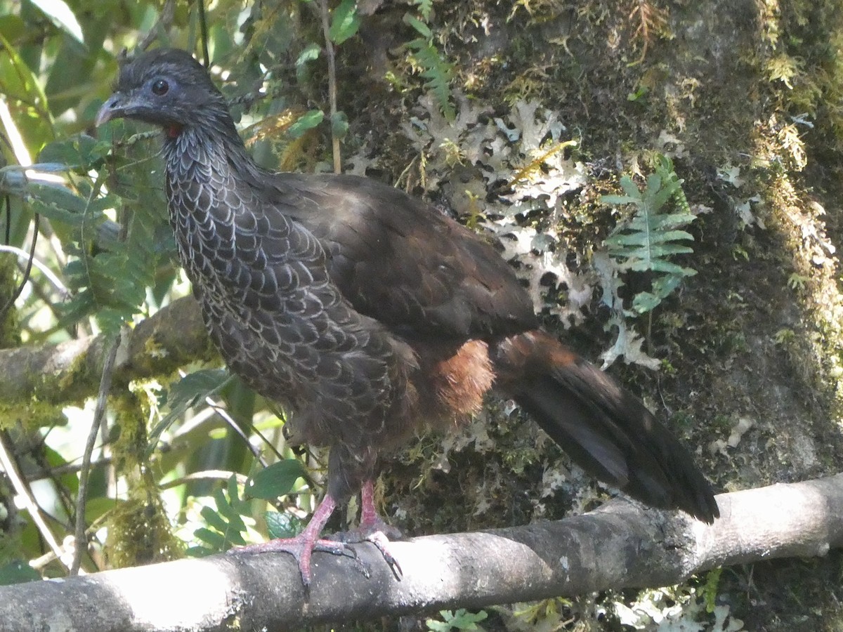 Andean Guan - ML647463863