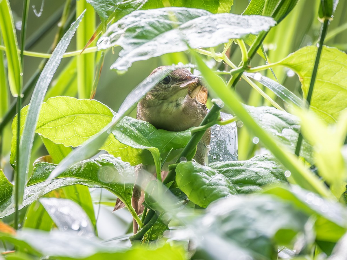 Кобилочка сахалінська - ML647463867