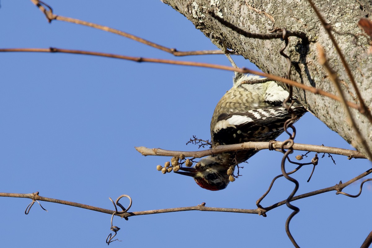 Yellow-bellied Sapsucker - ML647463877