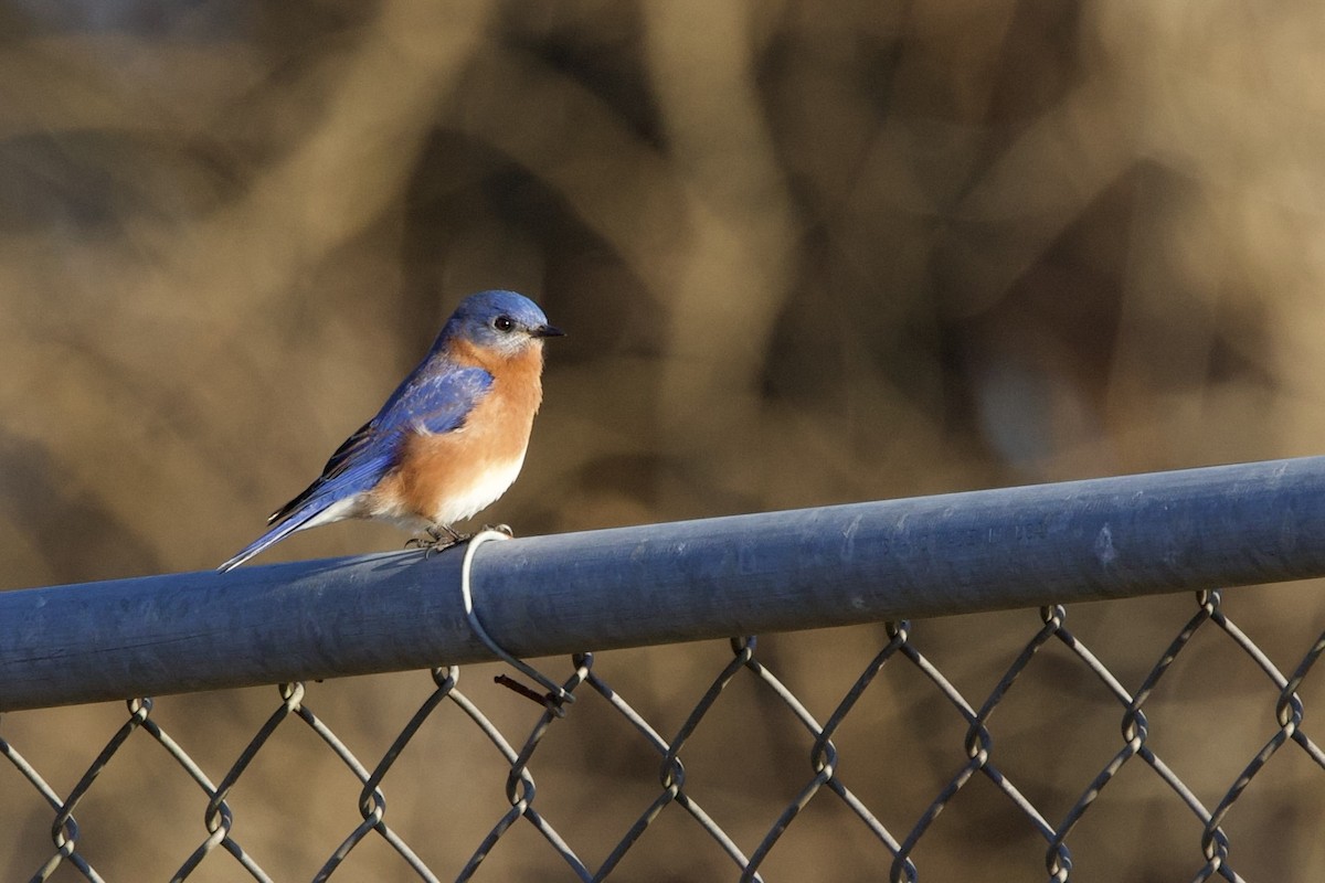 Eastern Bluebird - ML647463884