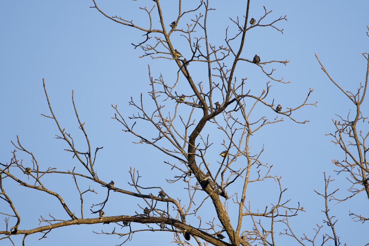 Cedar Waxwing - ML647463886