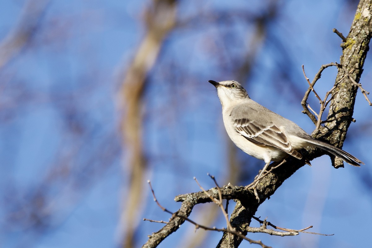 Northern Mockingbird - ML647463889