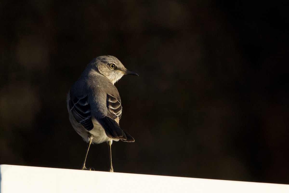 Northern Mockingbird - ML647463892