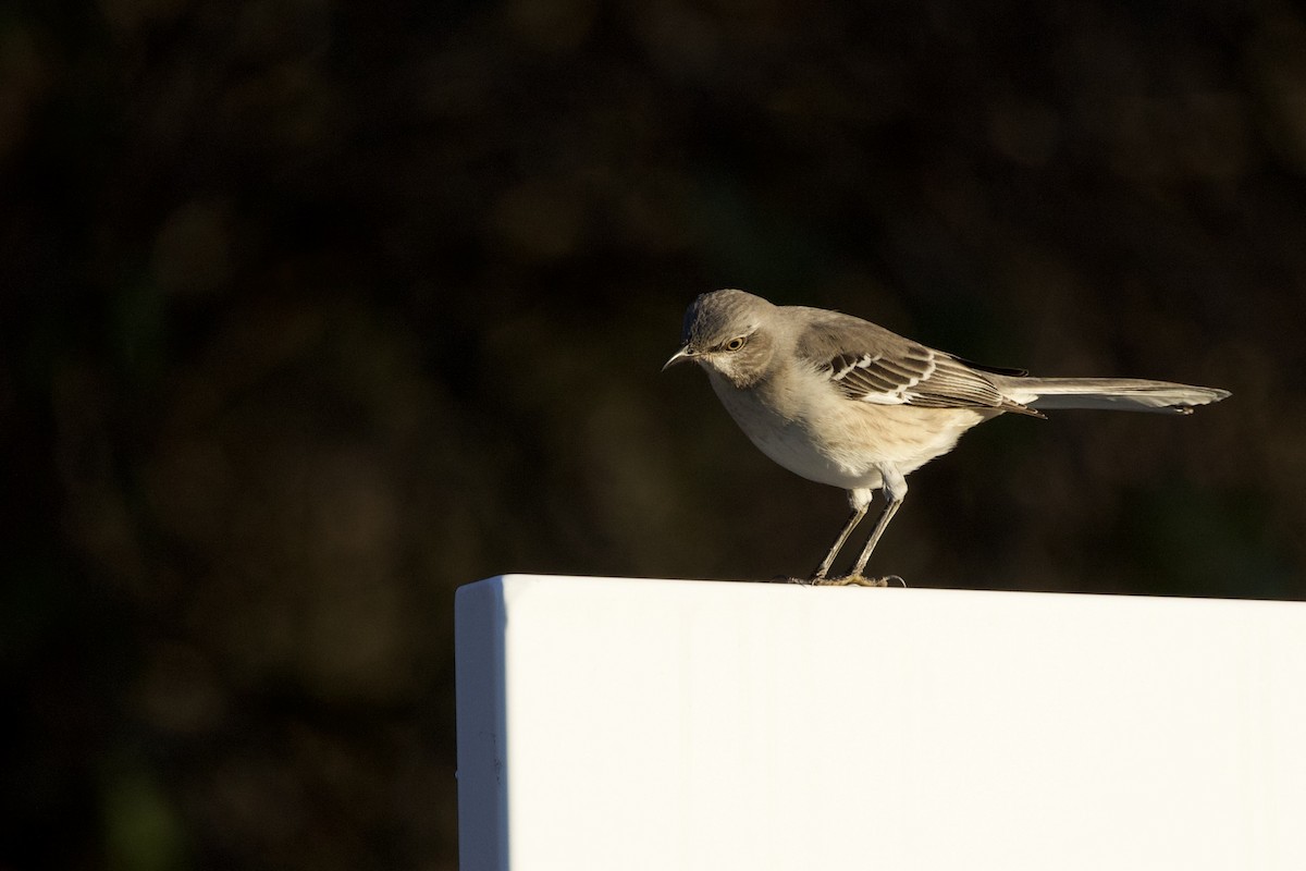 Northern Mockingbird - ML647463894