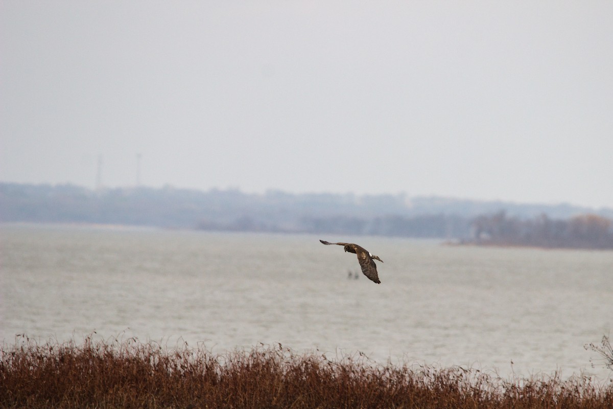 Northern Harrier - ML647463905
