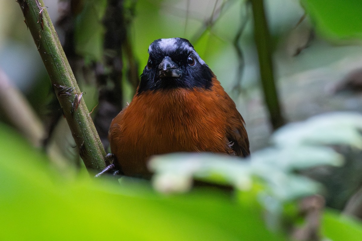 Tangara İspinozu - ML647463925