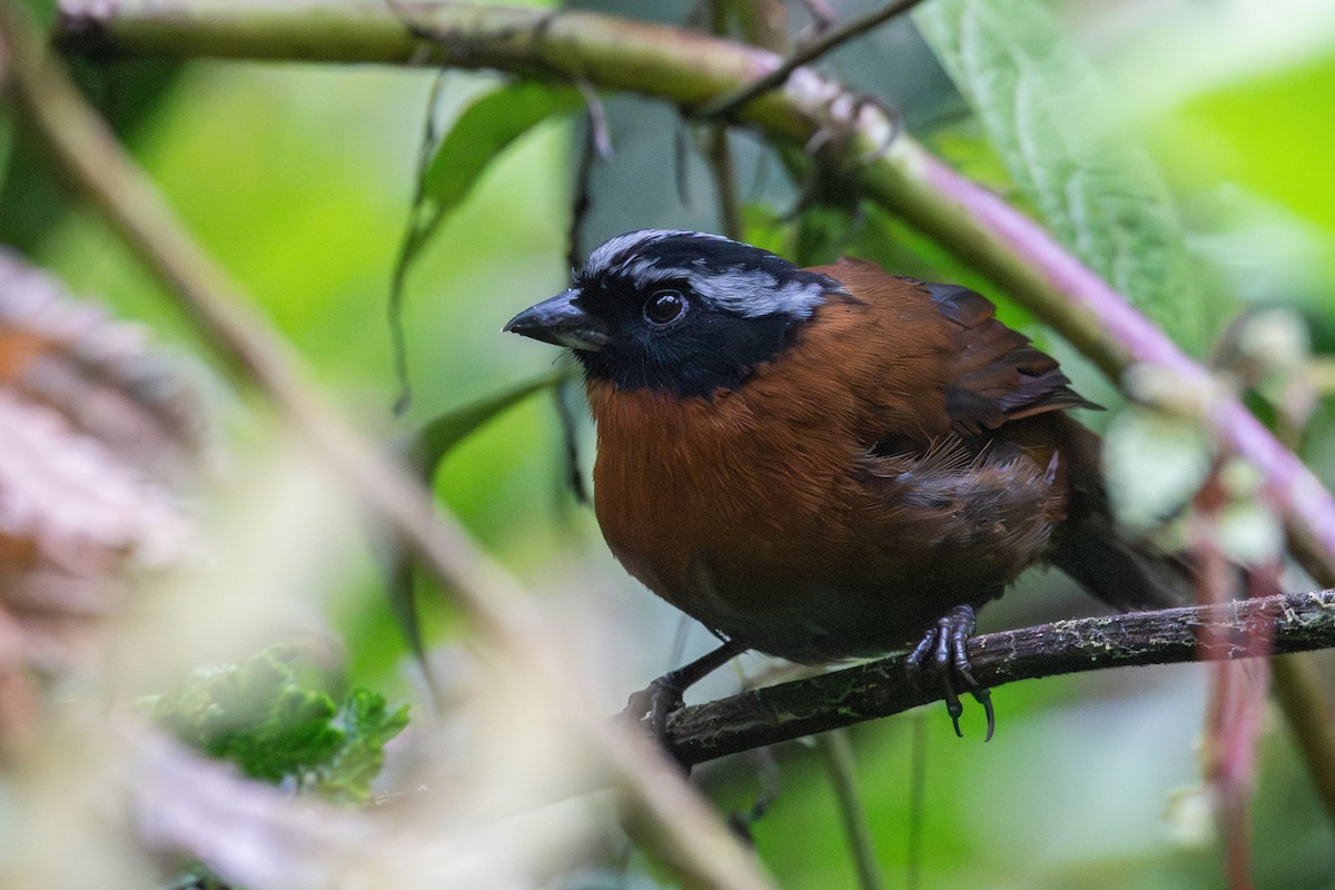 Tangara İspinozu - ML647463926