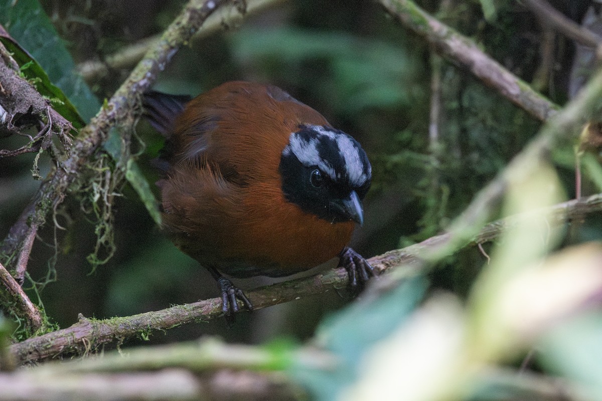 Tangara İspinozu - ML647463927