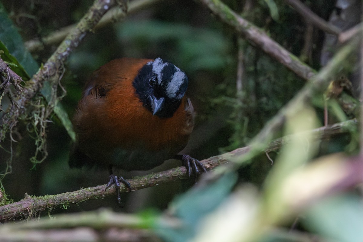 Tangara İspinozu - ML647463928