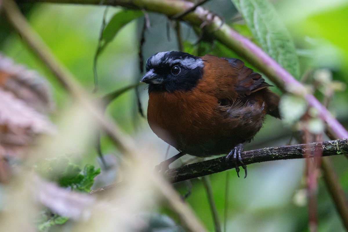 Tangara İspinozu - ML647463937