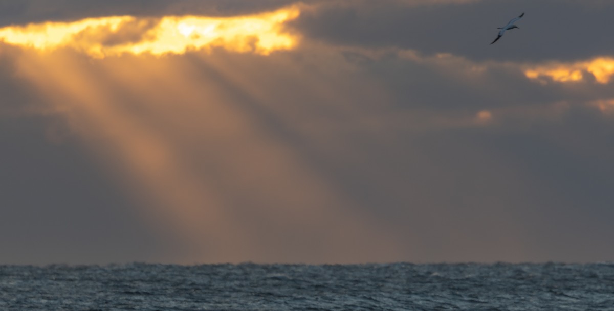 Northern Gannet - ML647463938