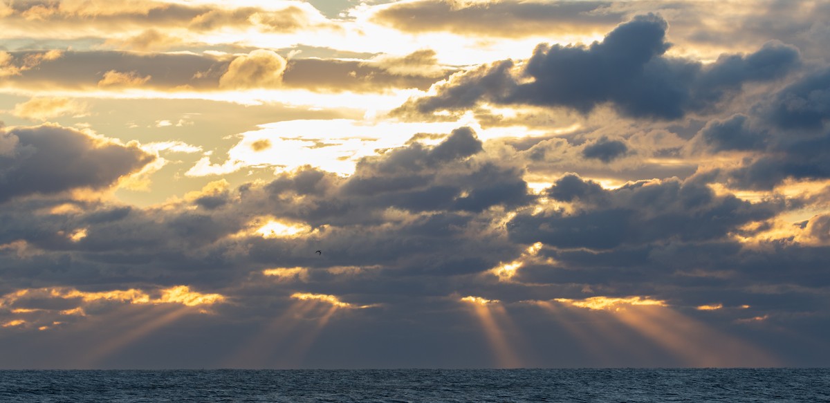 Northern Gannet - ML647463939