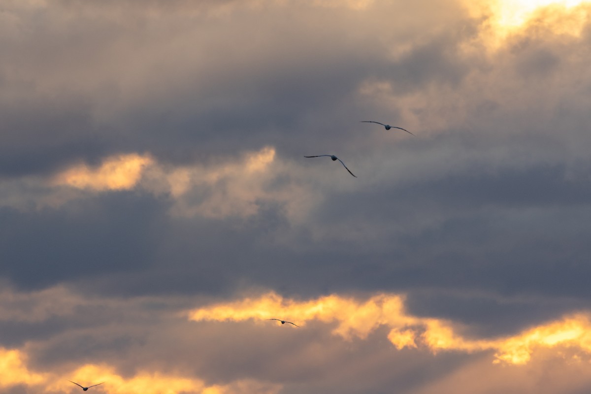 Northern Gannet - ML647463940