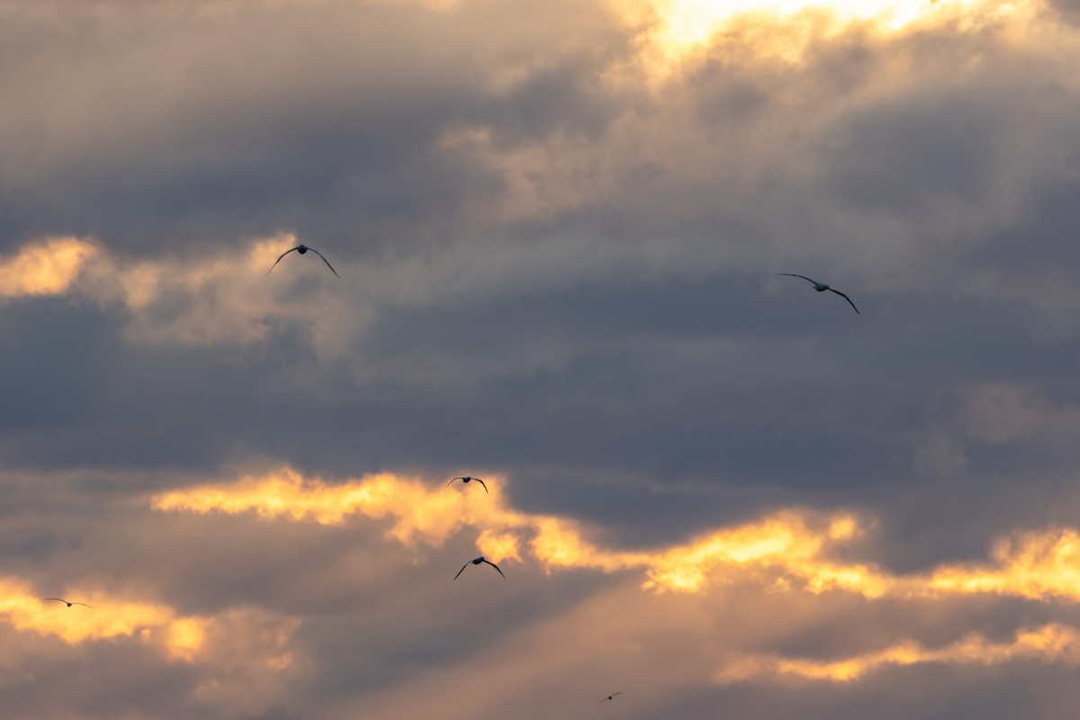Northern Gannet - ML647463941