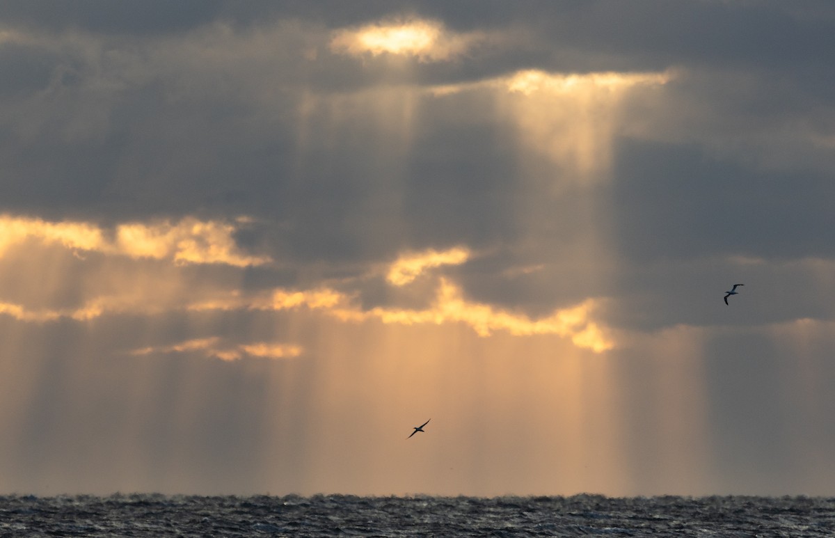 Northern Gannet - ML647463942