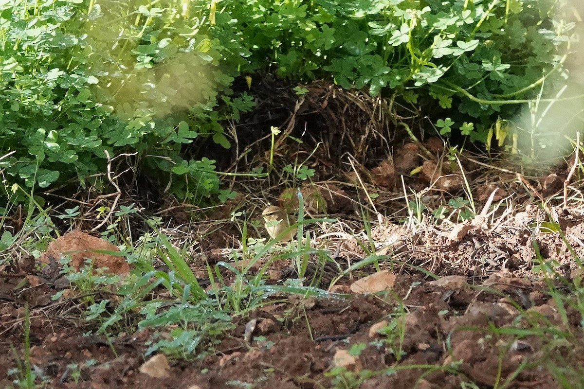 Mosquitero Común - ML647463944