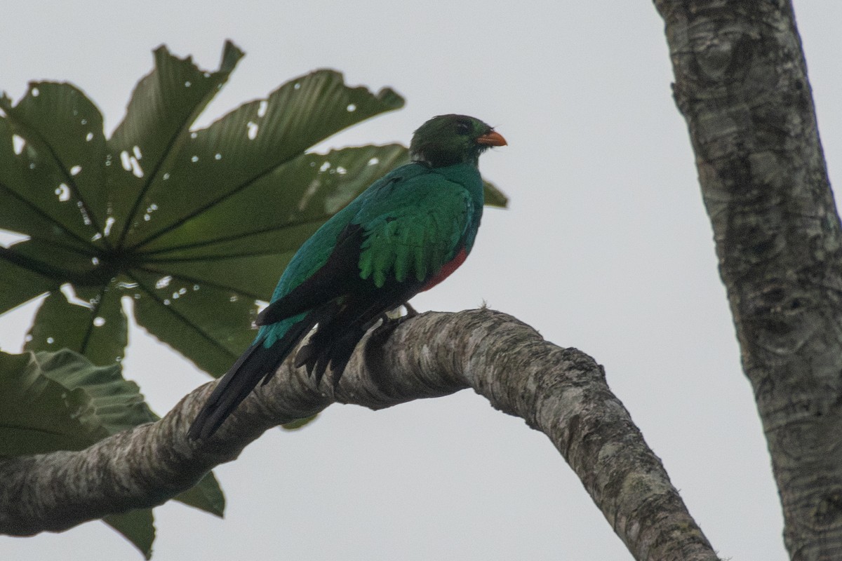 Goldkopftrogon - ML647463954