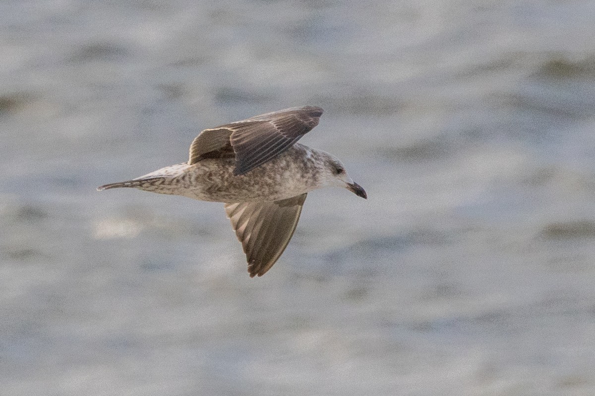 Kaio iluna - ML647463959