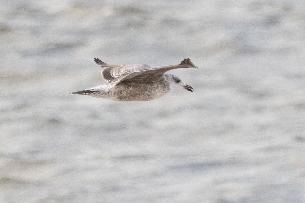 Kaio iluna - ML647463960