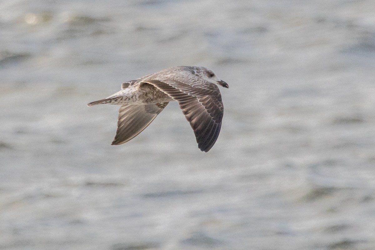 Kaio iluna - ML647463961