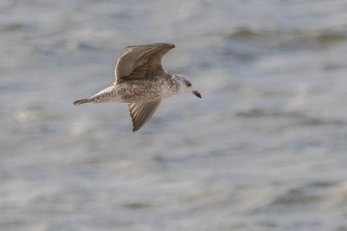 Kaio iluna - ML647463962