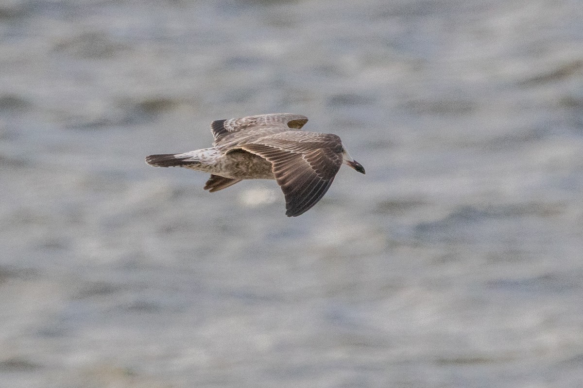 Kaio iluna - ML647463963