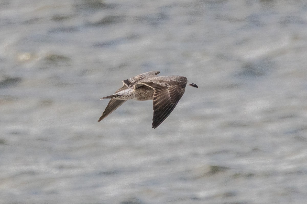 Kaio iluna - ML647463964