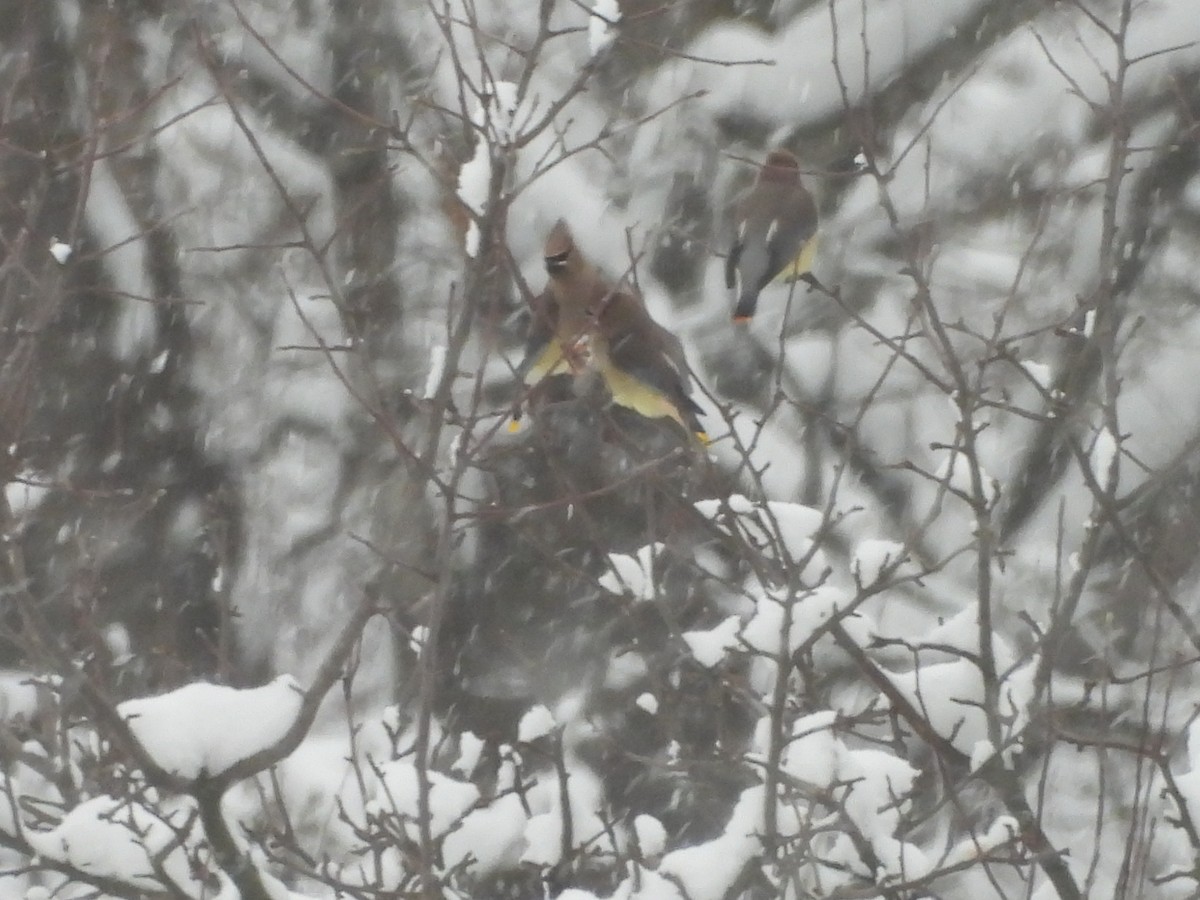 Cedar Waxwing - ML647463972