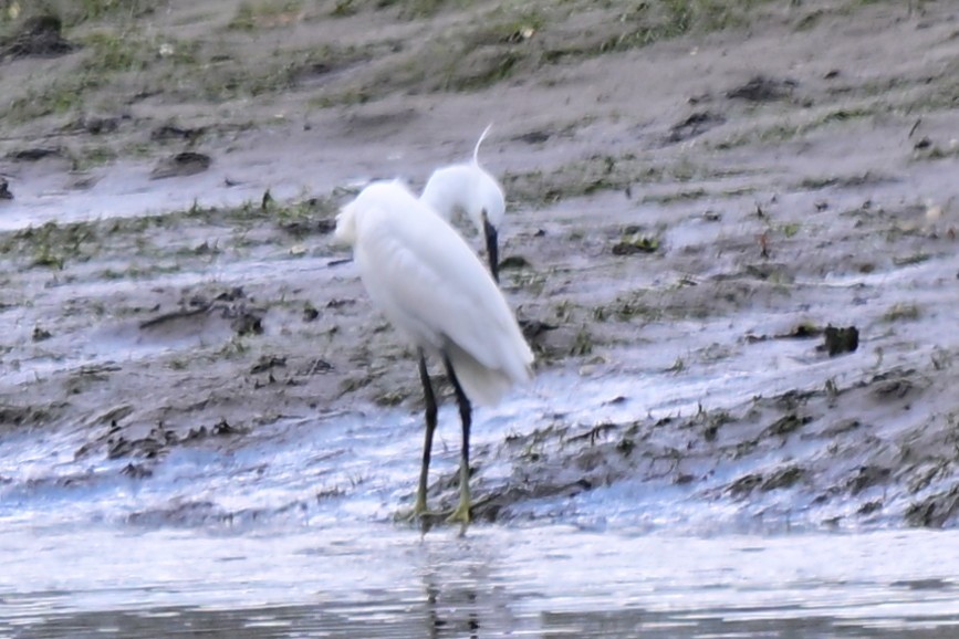 Little Egret - ML647464004