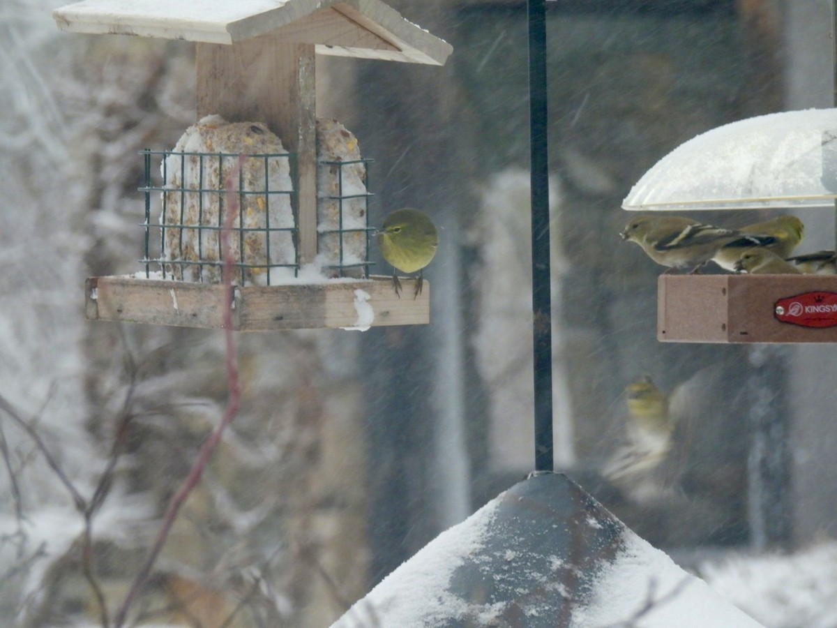 Orange-crowned Warbler - ML647464018