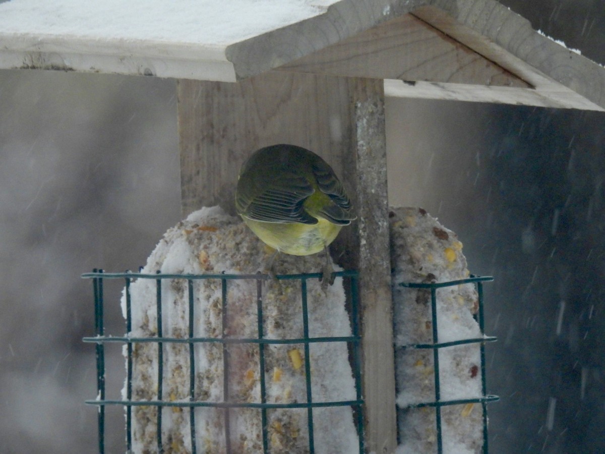 Orange-crowned Warbler - ML647464019