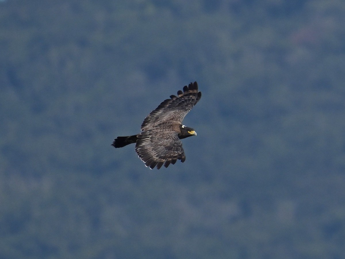 Culebrera Chiíla - ML647464048