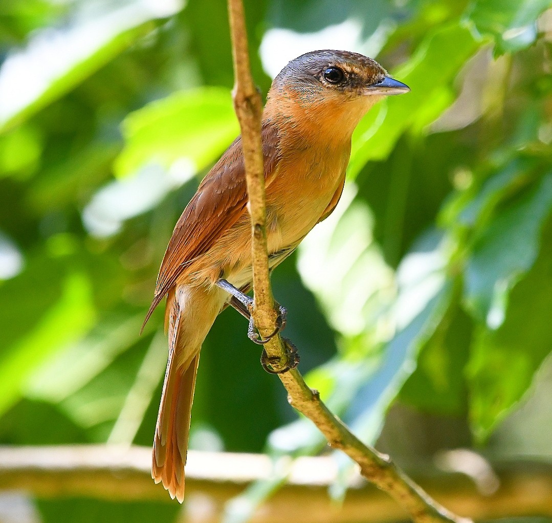 Chestnut-crowned Becard - ML647464071