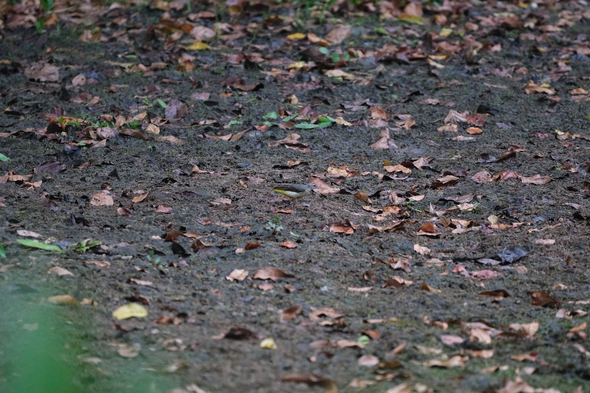 Горная трясогузка - ML647464077