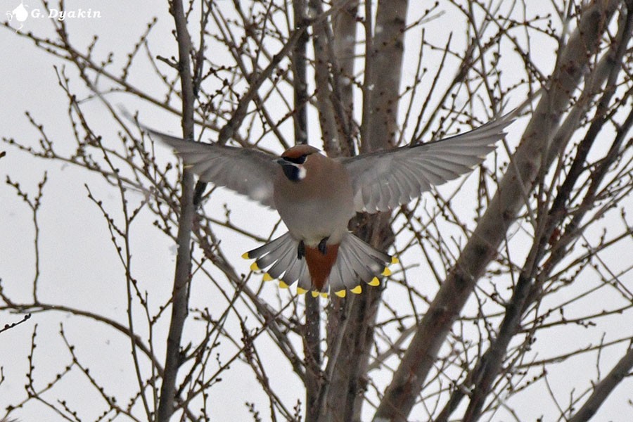 黃連雀 - ML647464104