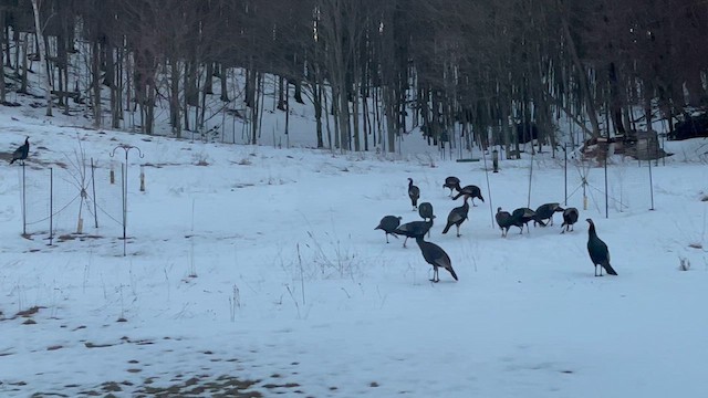 Yabani Hindi - ML647464105