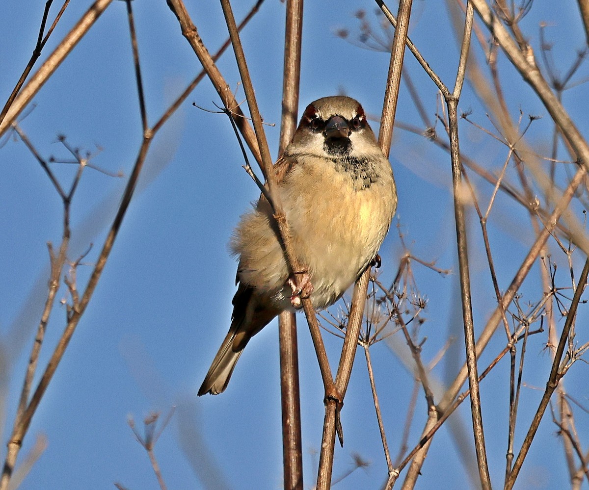 House Sparrow - ML647464130