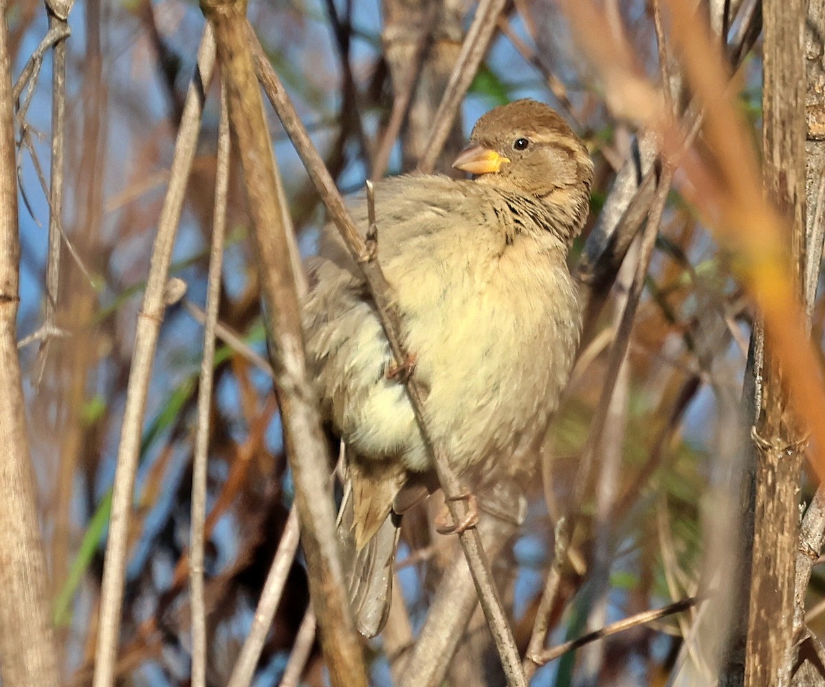 House Sparrow - ML647464131