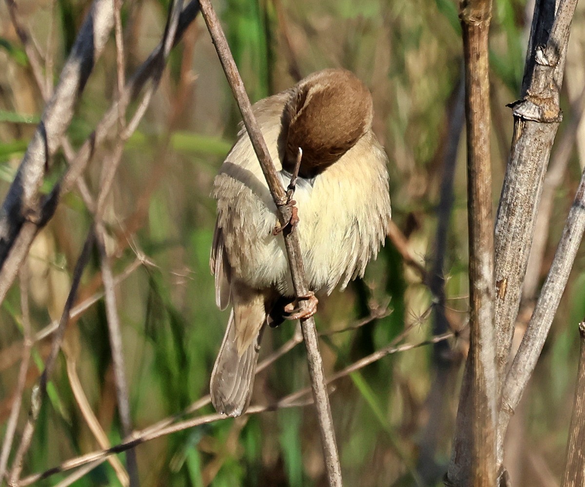 House Sparrow - ML647464132