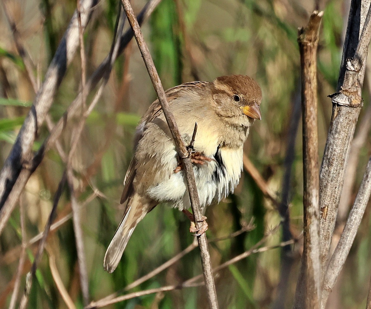House Sparrow - ML647464133