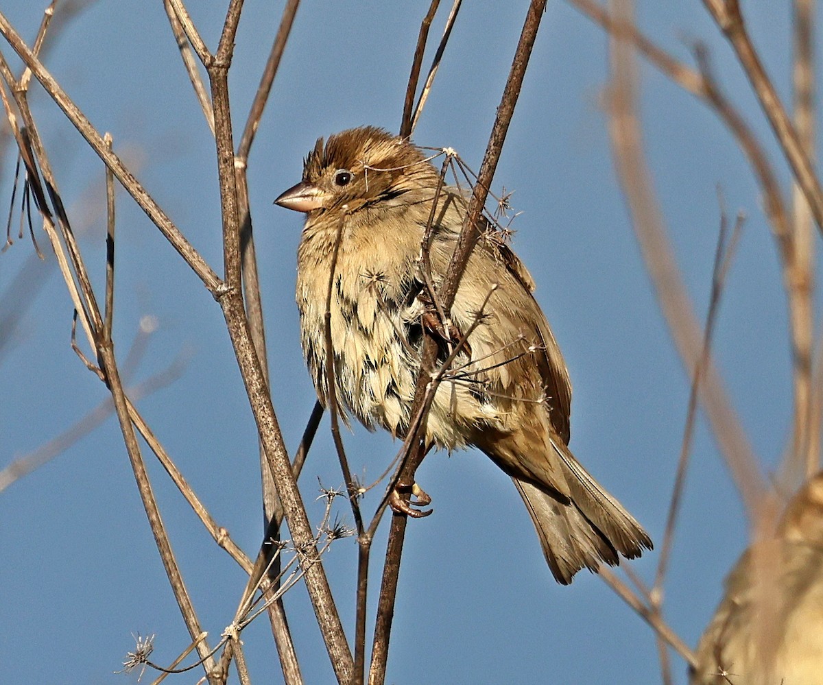 House Sparrow - ML647464134