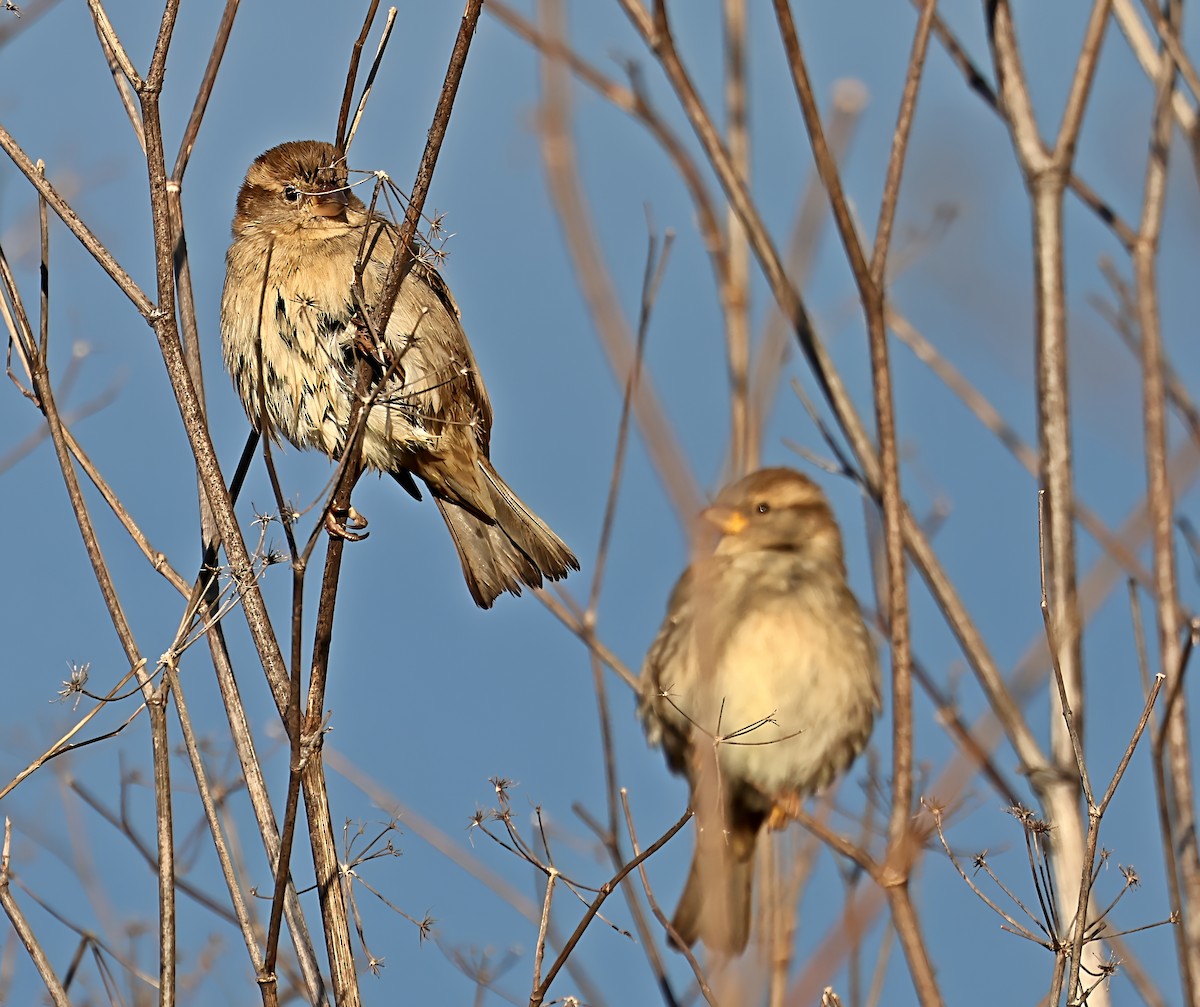 House Sparrow - ML647464135