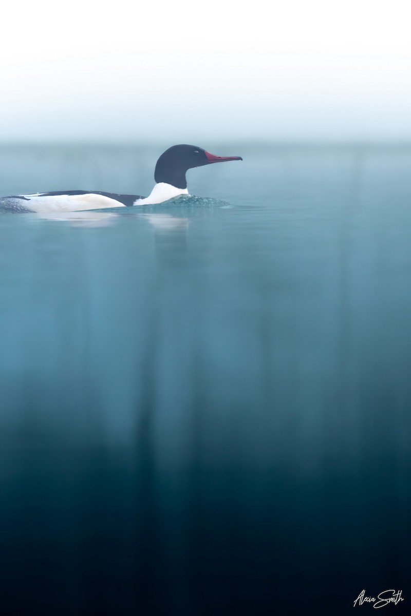 Gänsesäger - ML647464141