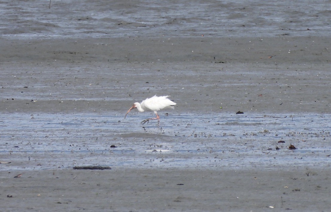 White Ibis - ML647464151